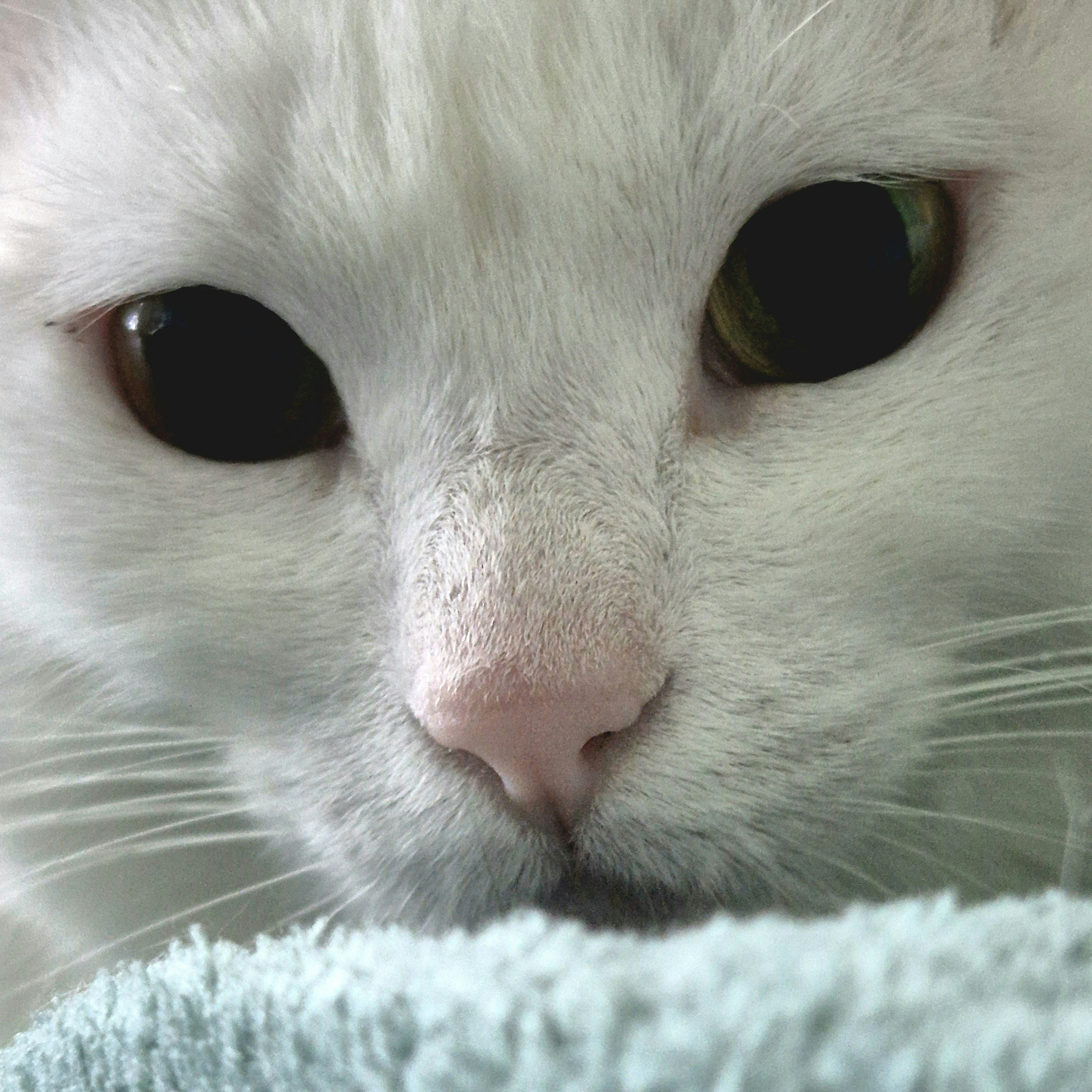 Cuidados Energéticos para Pets: Como Ajudar Seu Animal de Estimação